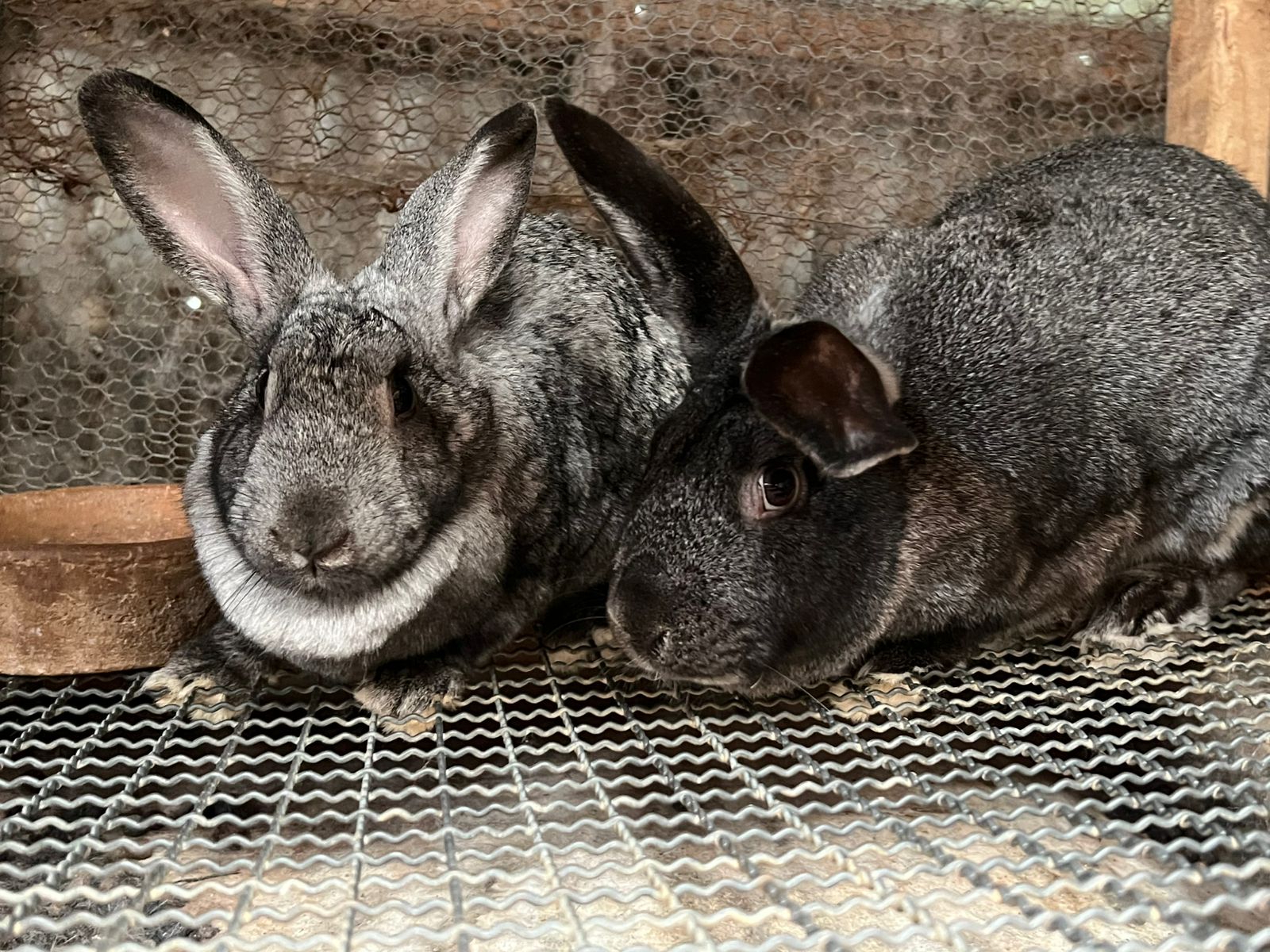 American Chinchilla