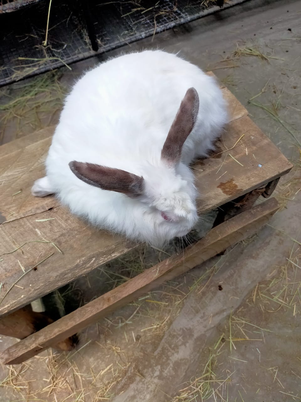 Angora