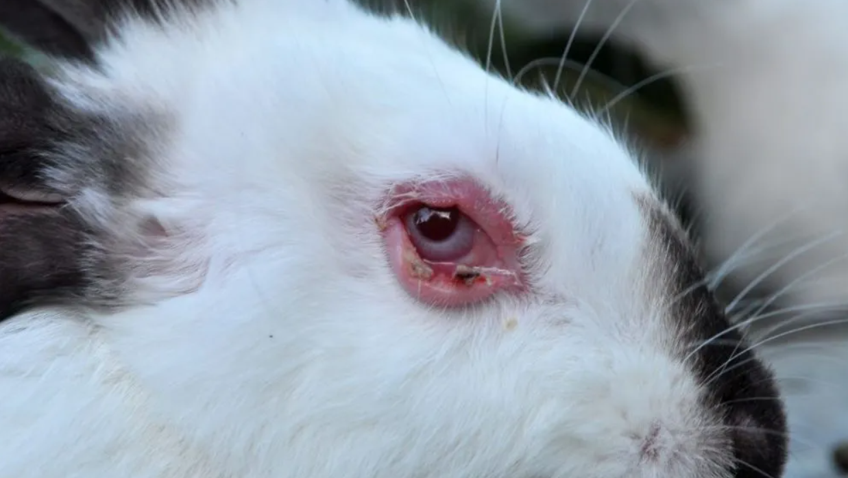 Coccidiosis
