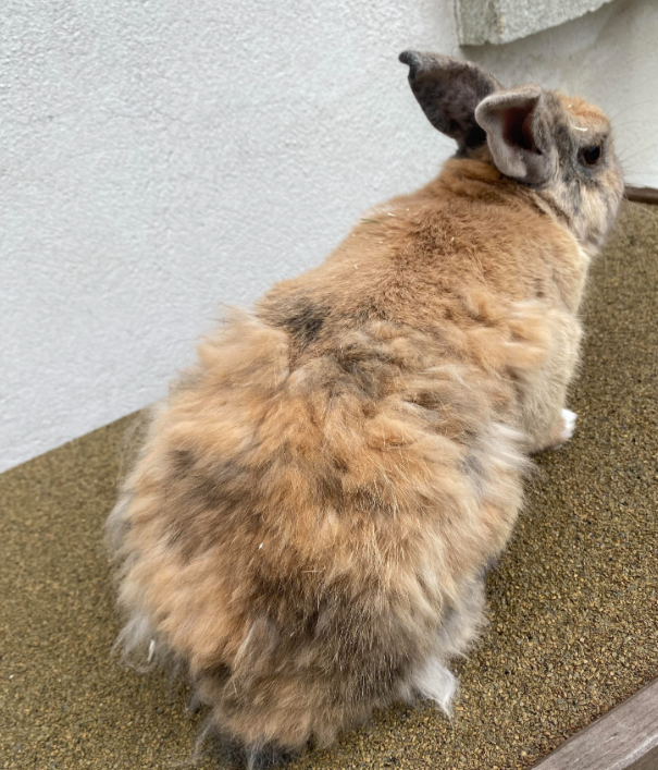 Snuffles in Rabbits