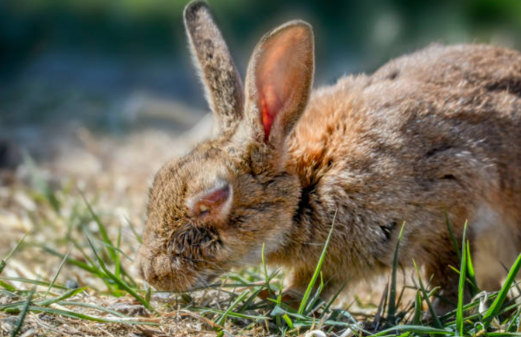 Ear Mites