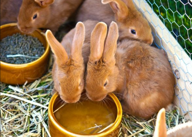 Supplement Feeding