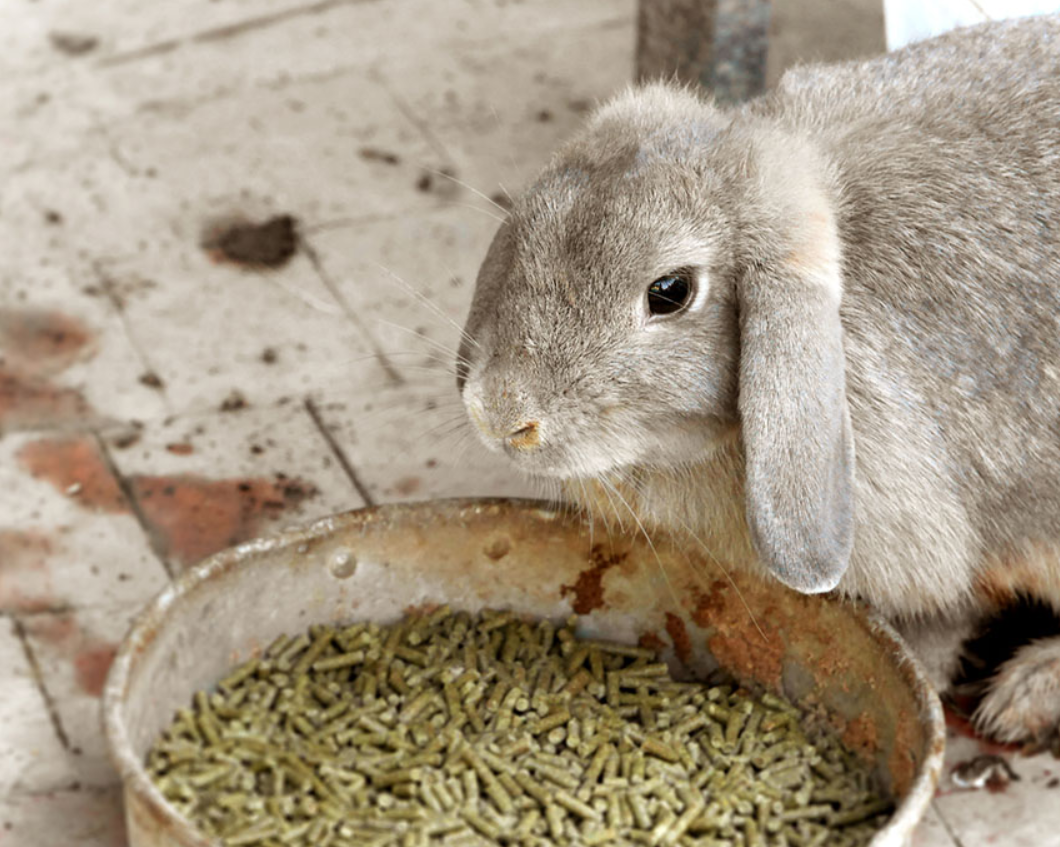 Feeding Rabbits