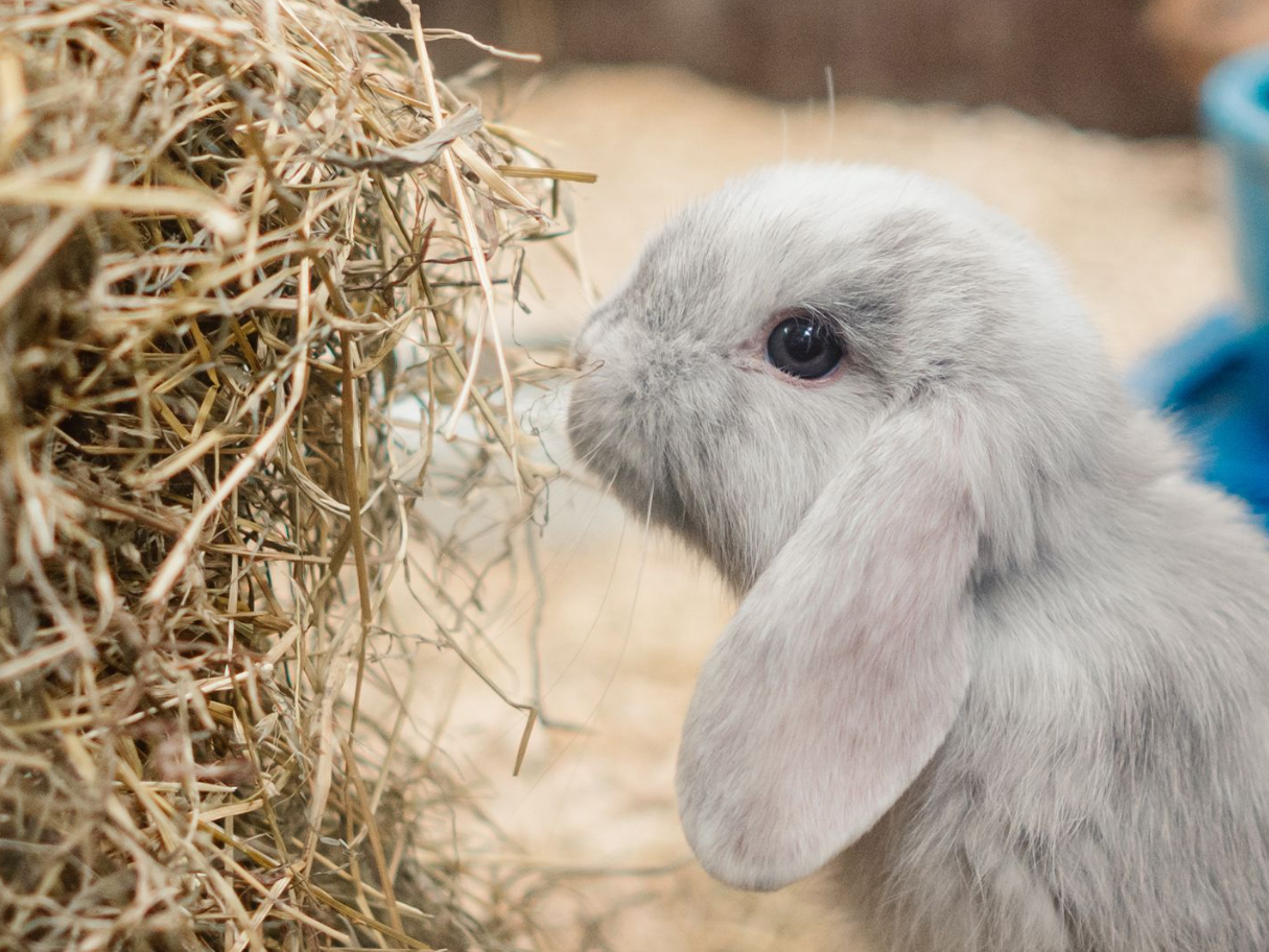 Rabbit Pellets