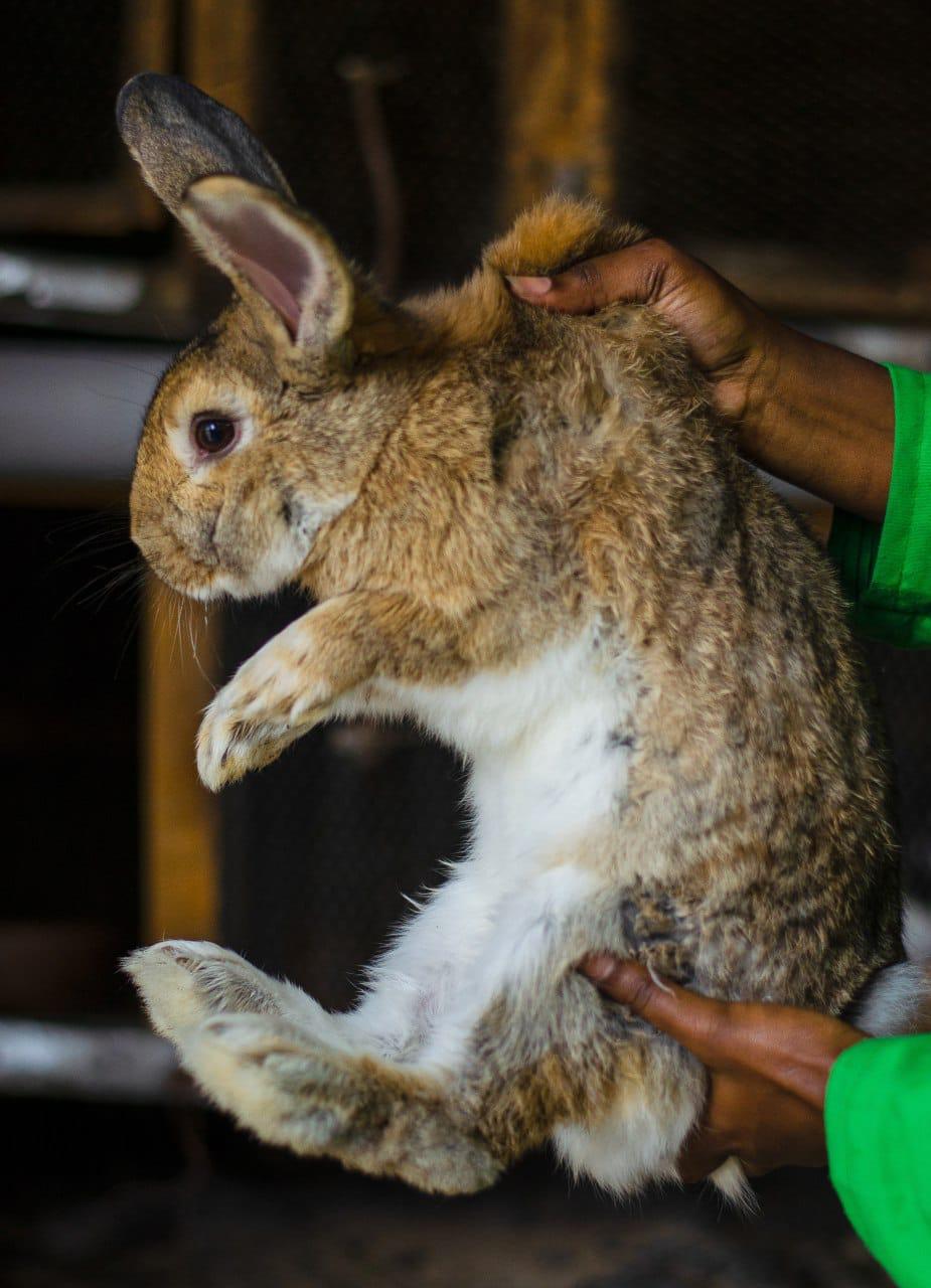 Flemish Giant