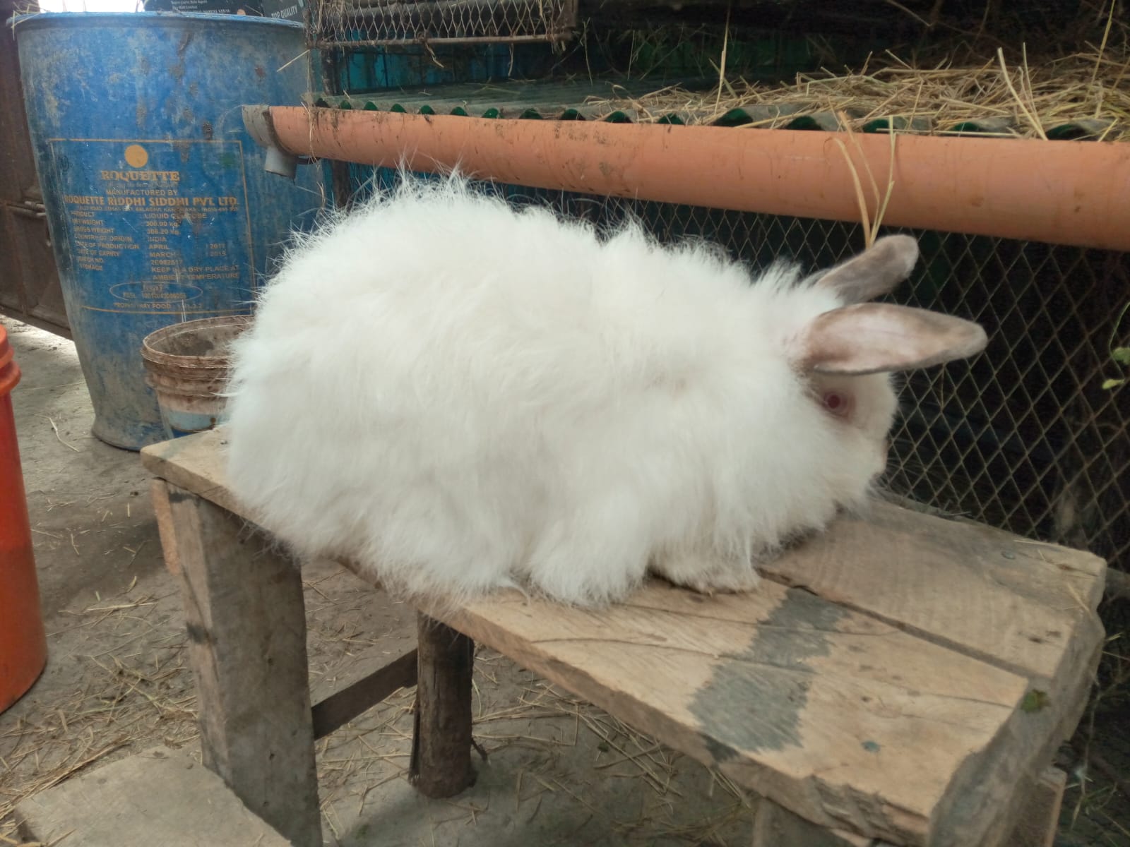 Rabbit Fur