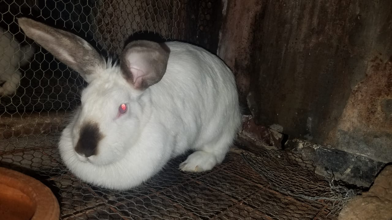 Brown Rabbit Fur