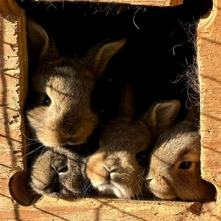 Breeding Rabbits