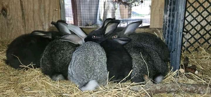 Rabbit Kits