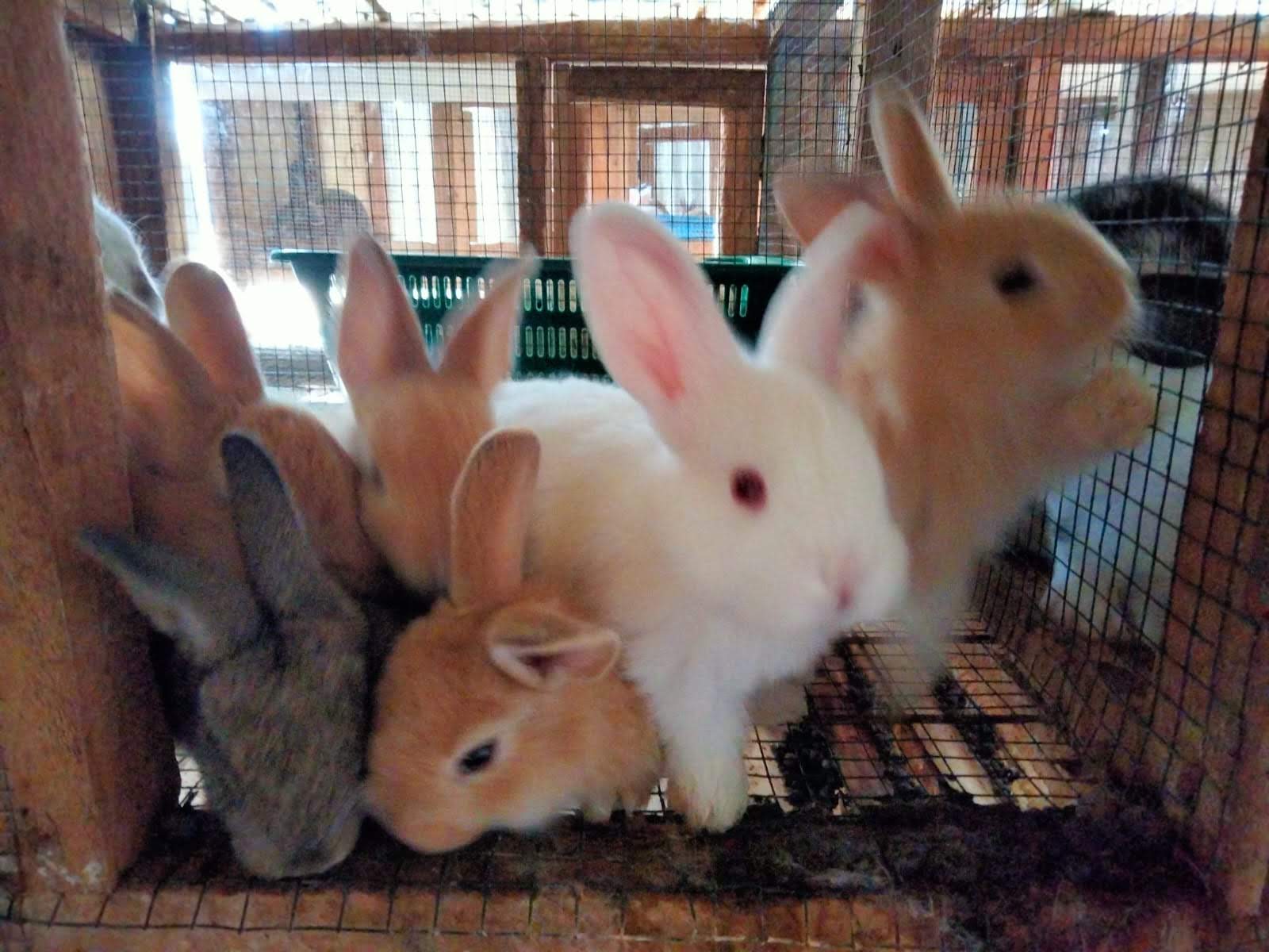 Breeding Stock