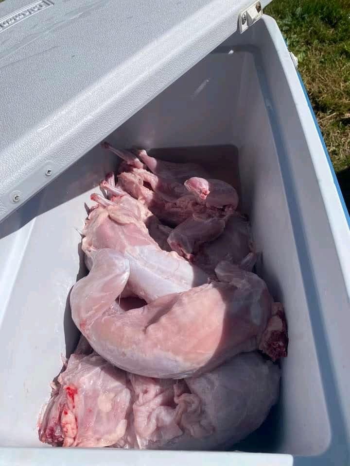 Rabbit Meat