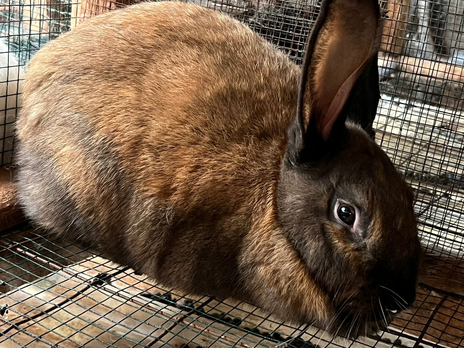cinnamon