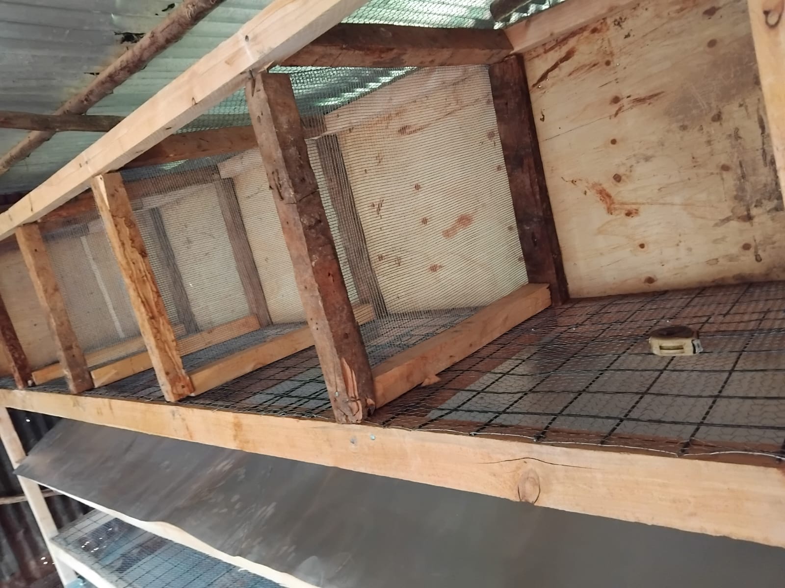 Clean Rabbit Cage