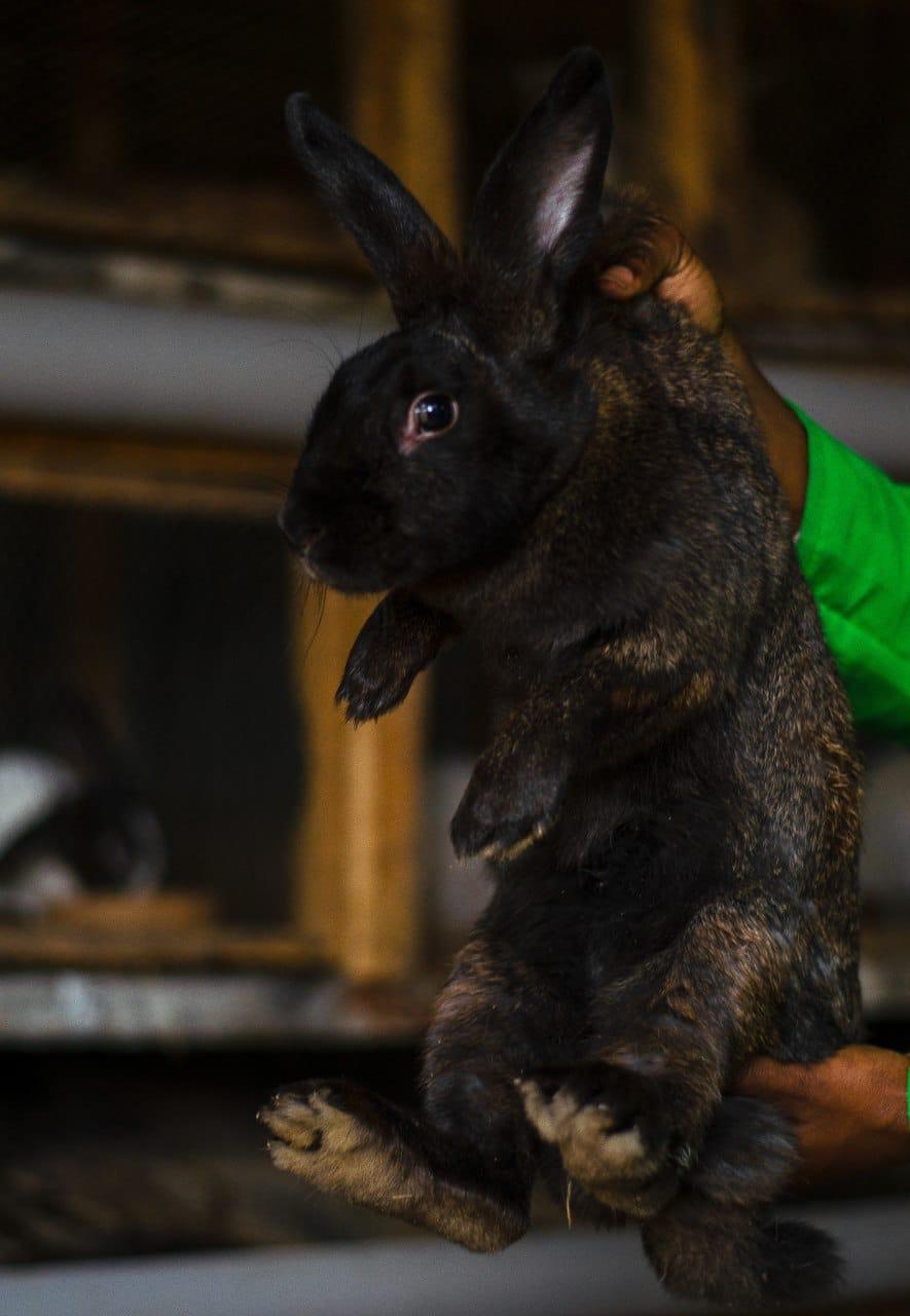 Saint Flemish Giant