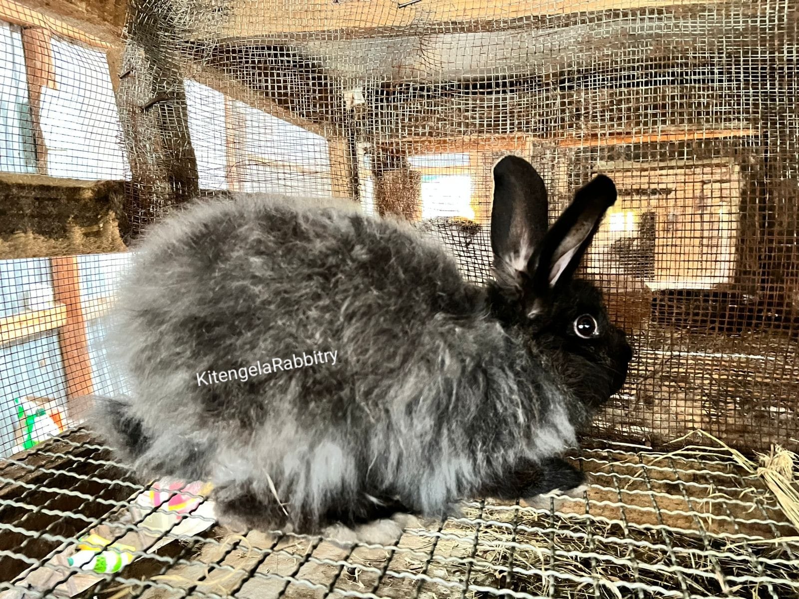 Satin angora